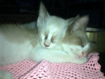 my cats..:-)