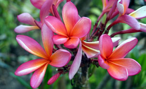 Bunga Kamboja Warna Warni