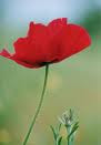 In Flanders Fields