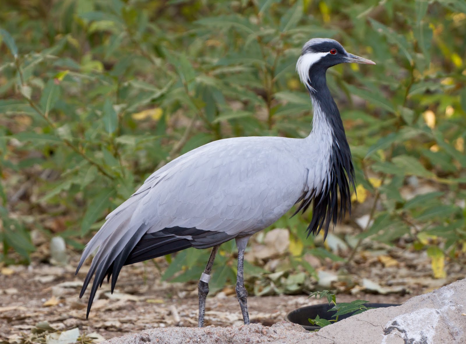 Calico's Nest Denver Zoo Birds!