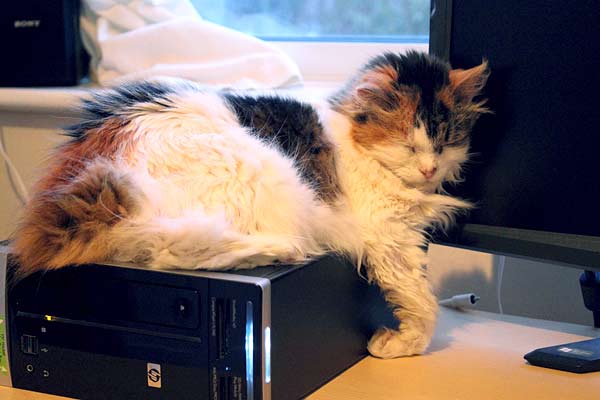 [drapped_over_computer.jpg]