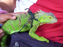 Una iguana