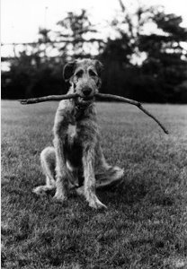 [erwitt.jpg]