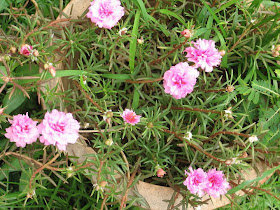 Bucida Buceras Bucida Variegated Trees To Plant Shade