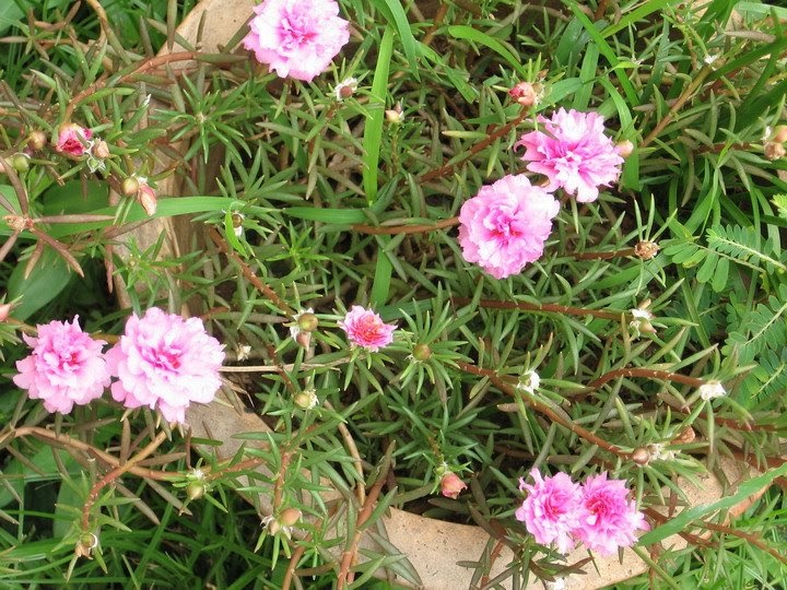 my walk with food and beautiful plants and flowers Japanese Rose and