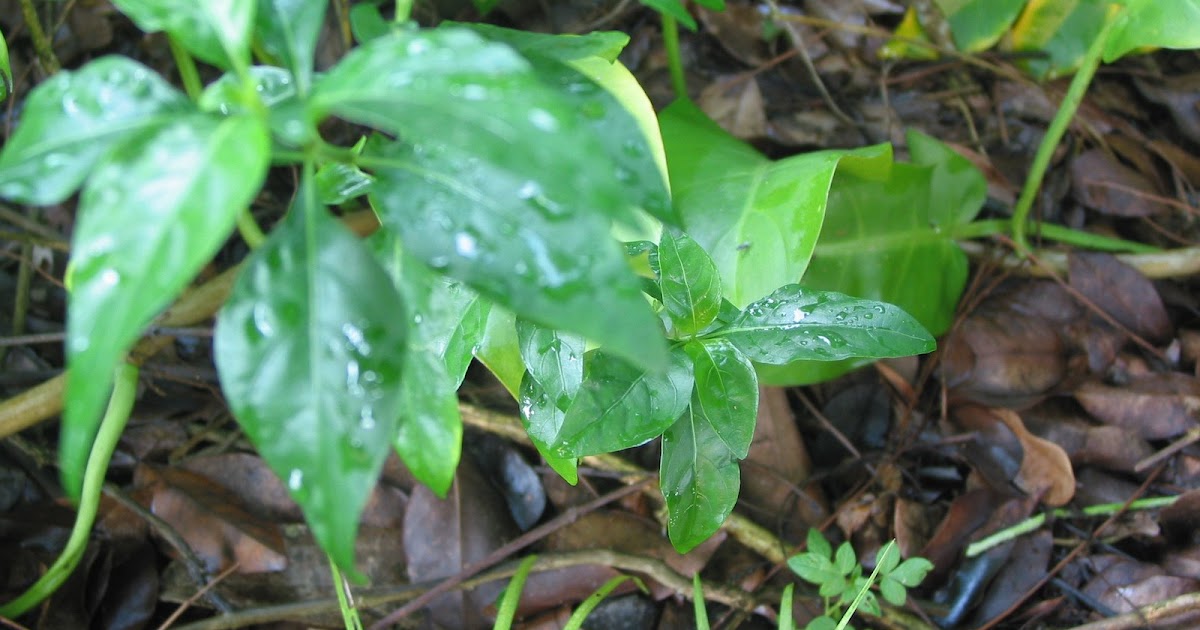 my thoughts, stories and articles Ann's Plants, Malaysian Herbs