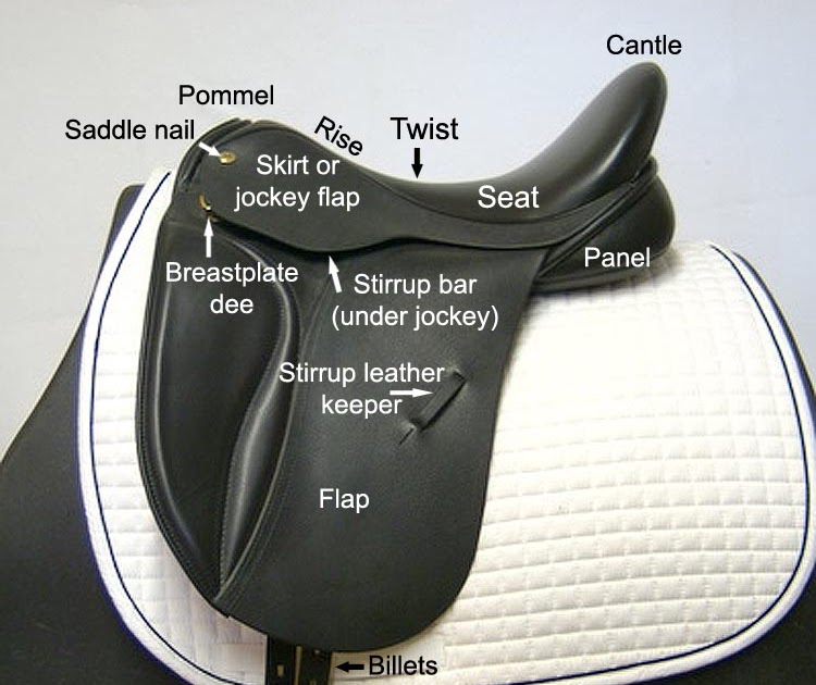 Saddle Fitting The Inside Journey Parts of the Saddle, Terminology