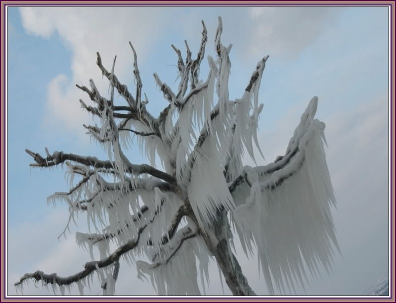 [Ice+tree+Switzerland+framed.jpg]
