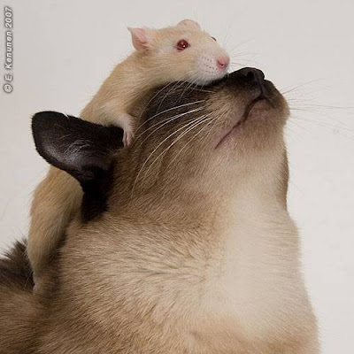 #CUMPLEAÑOS FELIZ#CUMPLEAÑOS FELIZ# TE DESEAMOS A TI# - Página 40 Blog+gato+y+raton