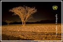 Chosen by the United Nations for the promotion of the 2010 Deserts and Desertification conference