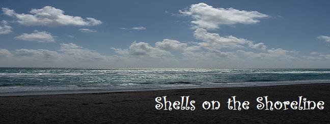 shells on the shoreline