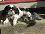 Molly
