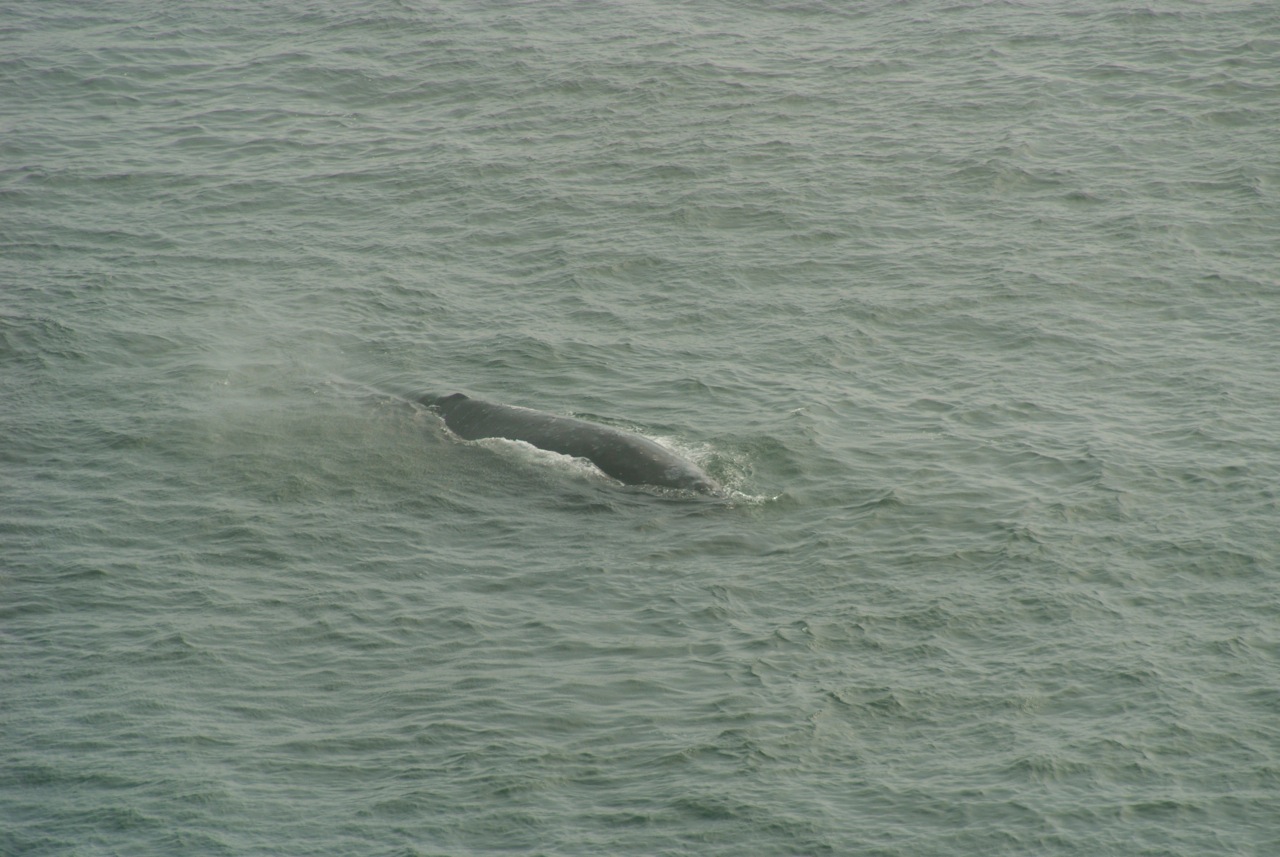 BodegaBayLife Whale Photos from New Bodega Bay Vet