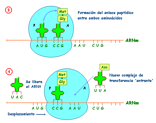 Proceso de traducción del ARN