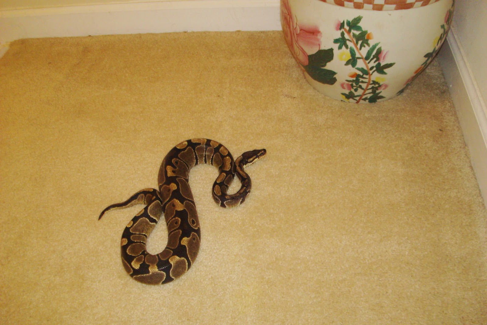 Southside VA Central NC Reptile Rescue 23 foot Ball Python