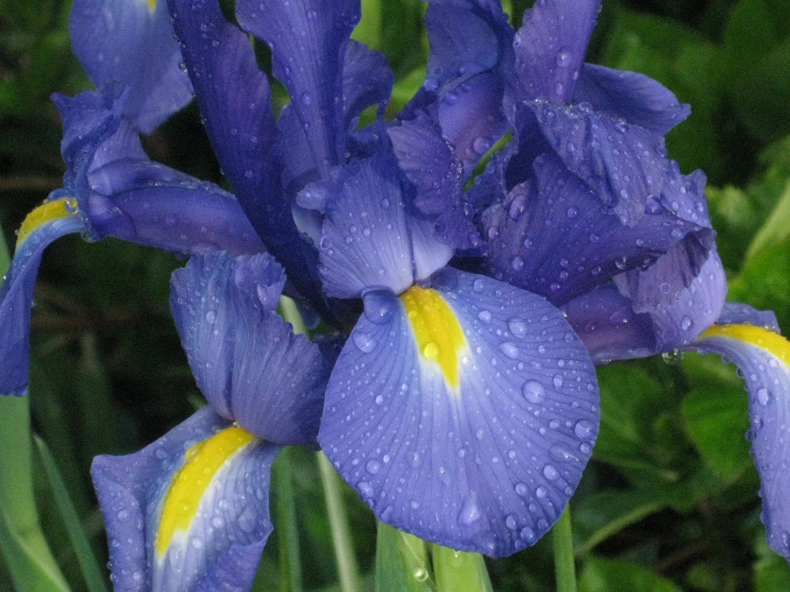 TwoHanded Stitcher Friday Flowers Blue Iris TwoHanded Stitcher Friday Flowers Blue Iris