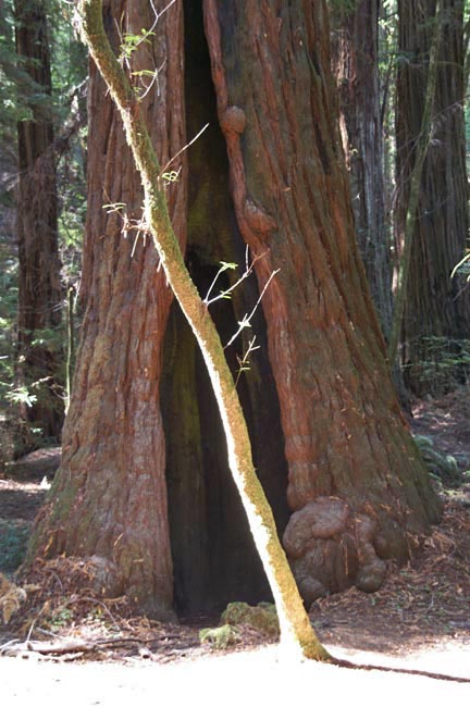 [trunk.jpg]