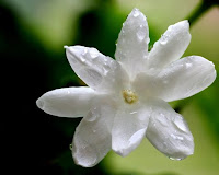 Bunga melati Bunga melati