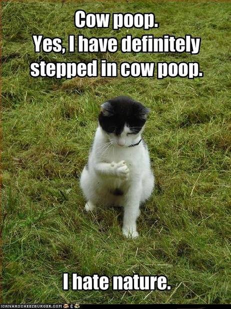 Lol Cats Happy