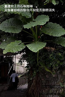 重建街上的石板階梯及盤著樹根的駁坎不知是否即將消失