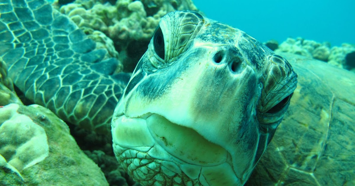 Backstage w/Supak organic, progressive, environmentalist Underwater