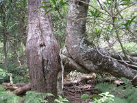 Twin trees in the Maui forest