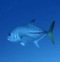 Caranx hippos (Jurel Amarillo)