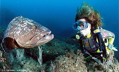 Epinephelus adscensionis (Mero Cabrilla)