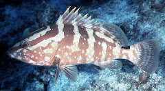 Epinephelus striatus (Mero Batata)