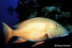 Lutjanus anales (Pargo Cebadal)