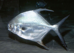 Trachinotus falcatus (Pámpano)