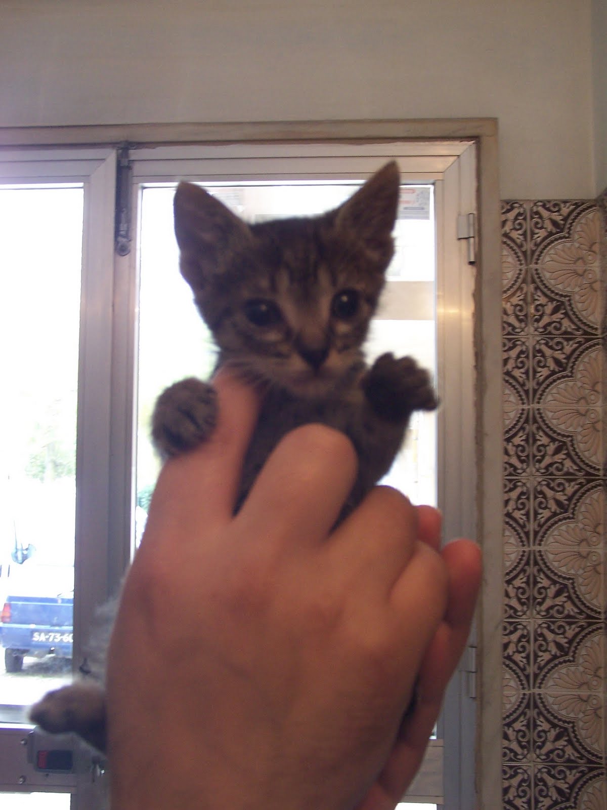 [Gatinha+bebÃ©.JPG]