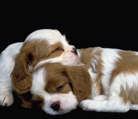 [sleeping+puppies.bmp]