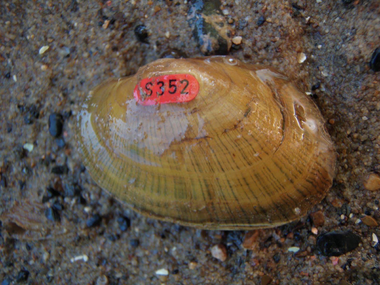 Stream Habitat Management Weekend Freshwater Mussel Trip in TN Day 1