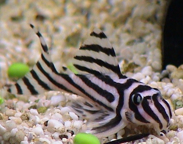 All About Fish Zebra Pleco [Hypancistrus zebra]