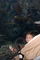 At The Aquarium