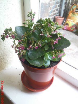 Pokok Setawar
