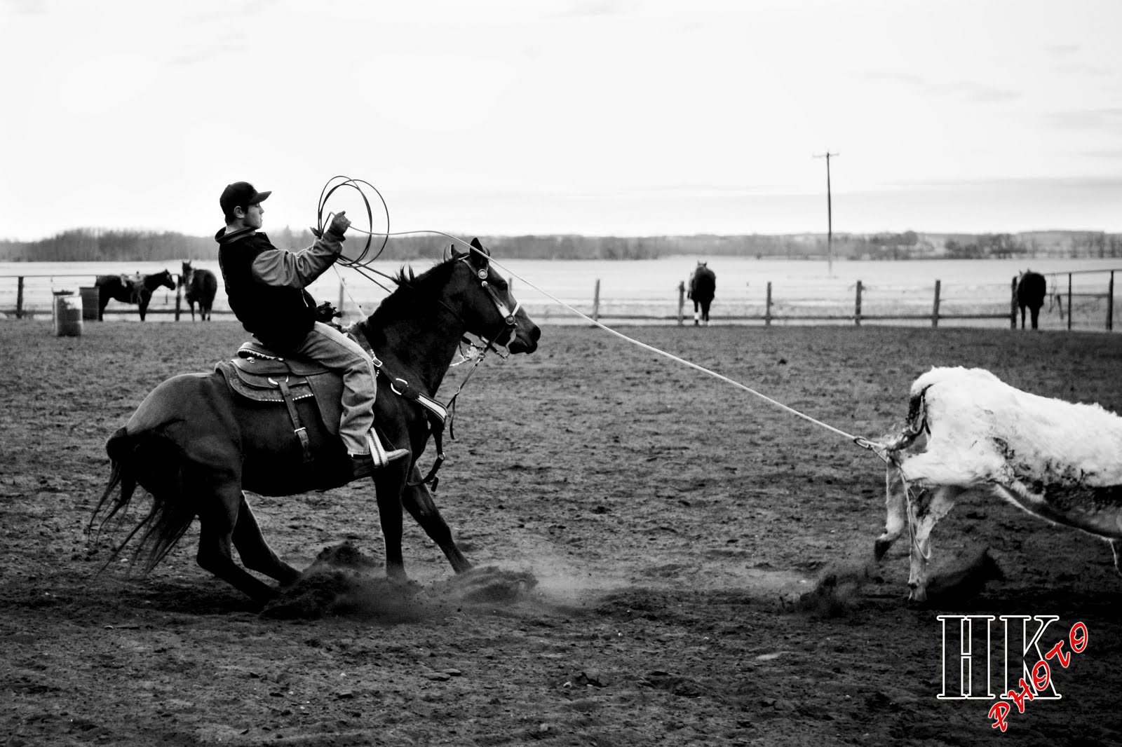 Roping Steers