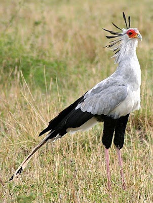 Birds  on Notes From Kenya  Msu Hyena Research  A Big Bad African Bird