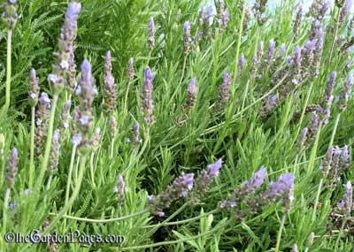 Herb Plants on Flowering Lavender Herb Plants In My Sunny Dry Southern California