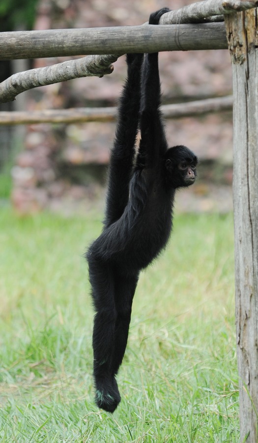 Macaco-Aranha, Wiki Mundo Animal