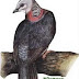 The Ceylon Wood Pigeon