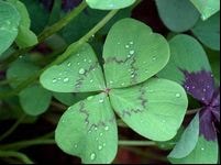 [clover.JPG]