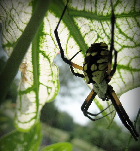 the farmer's wife Corn Spiders!