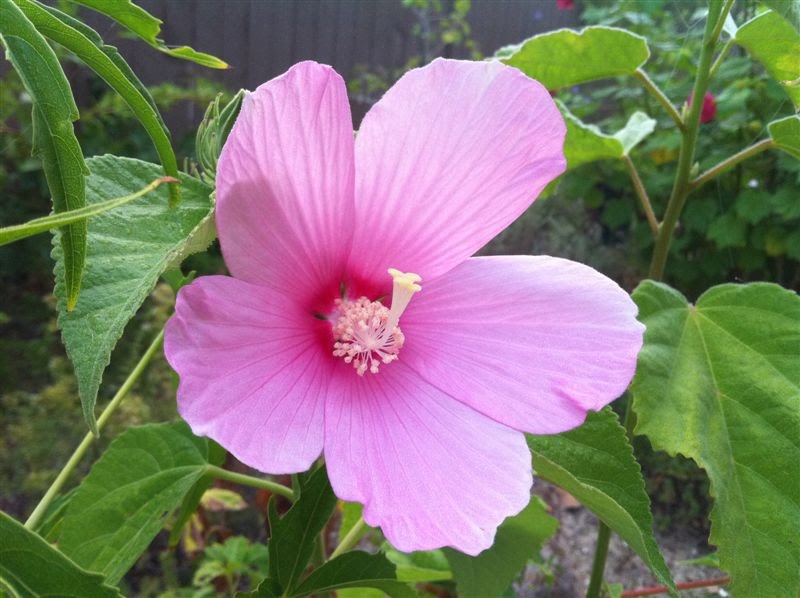 Hibiscus & Malvaceae Hibiscus palustrisHibiscus malvaceae