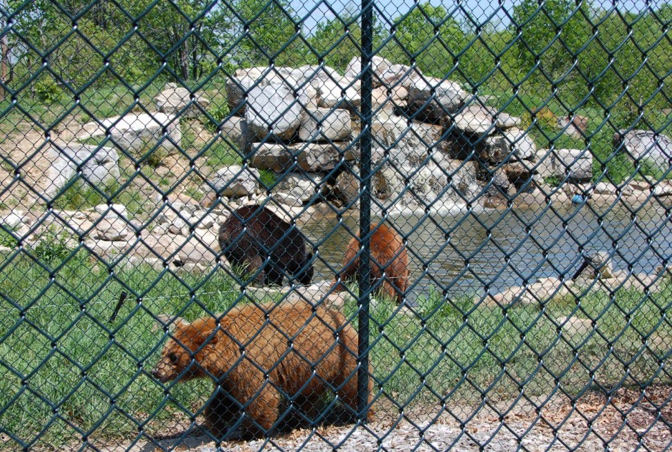 The coolest zoo that's not a zoo! Nemacolin