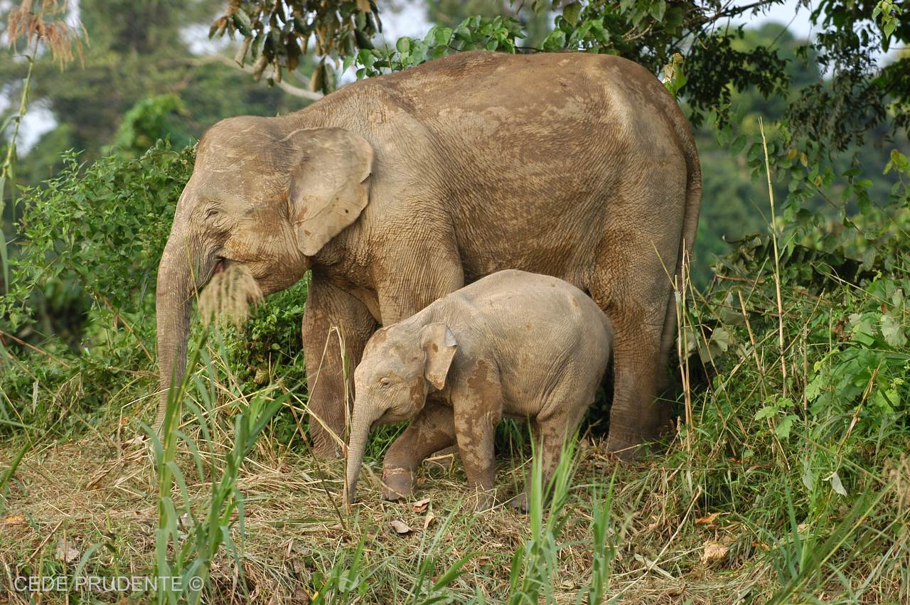 ⚡ Wildlife conservation in india essay. Wildlife Conservation Essay
