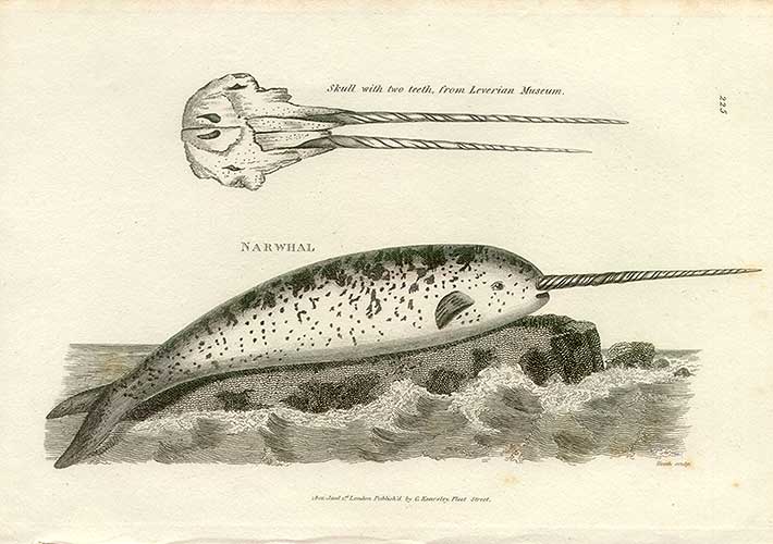 [Narwhale]