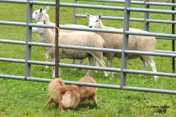 Puff getting the sheep out of the center