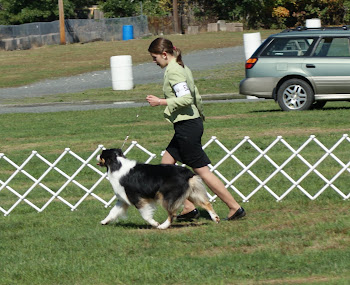 Layla with her handler on Saturday